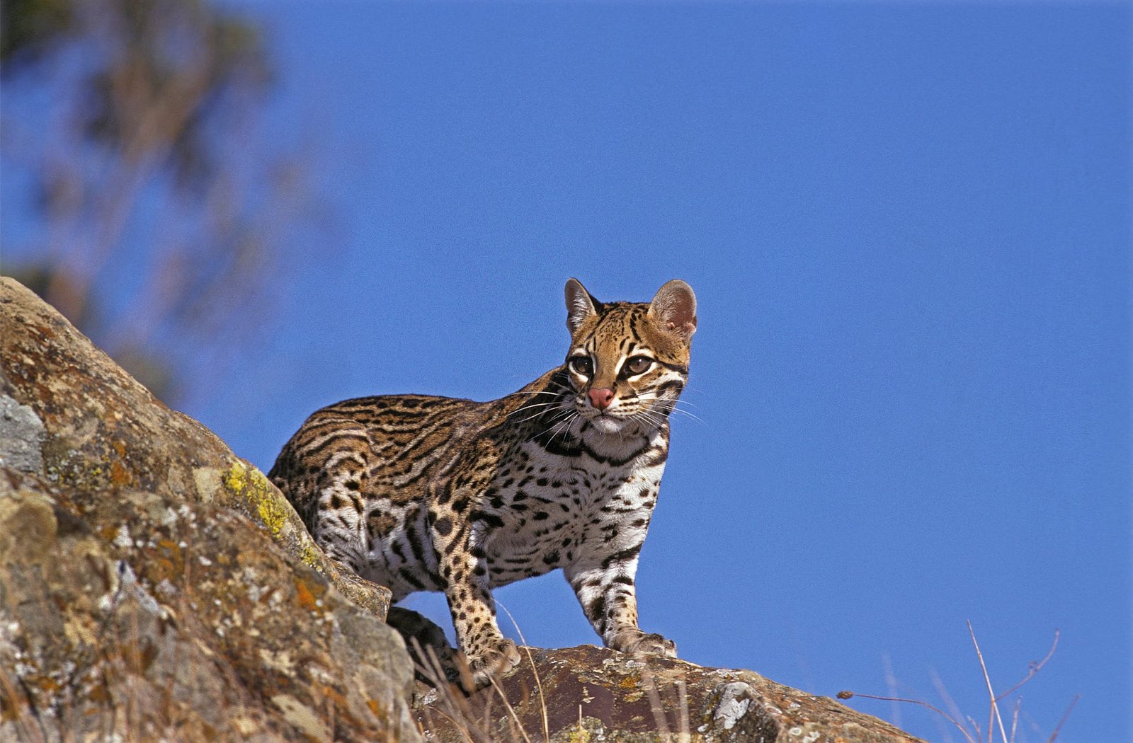 Agir para reconstruir a biodiversidade é urgente Apremavi