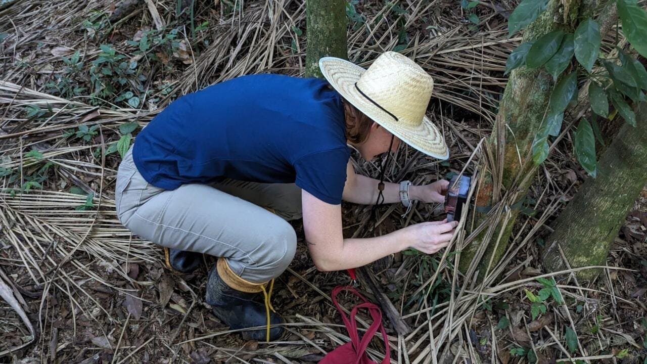 D Cada Da Restaura O Por Que O Monitoramento Da Fauna T O