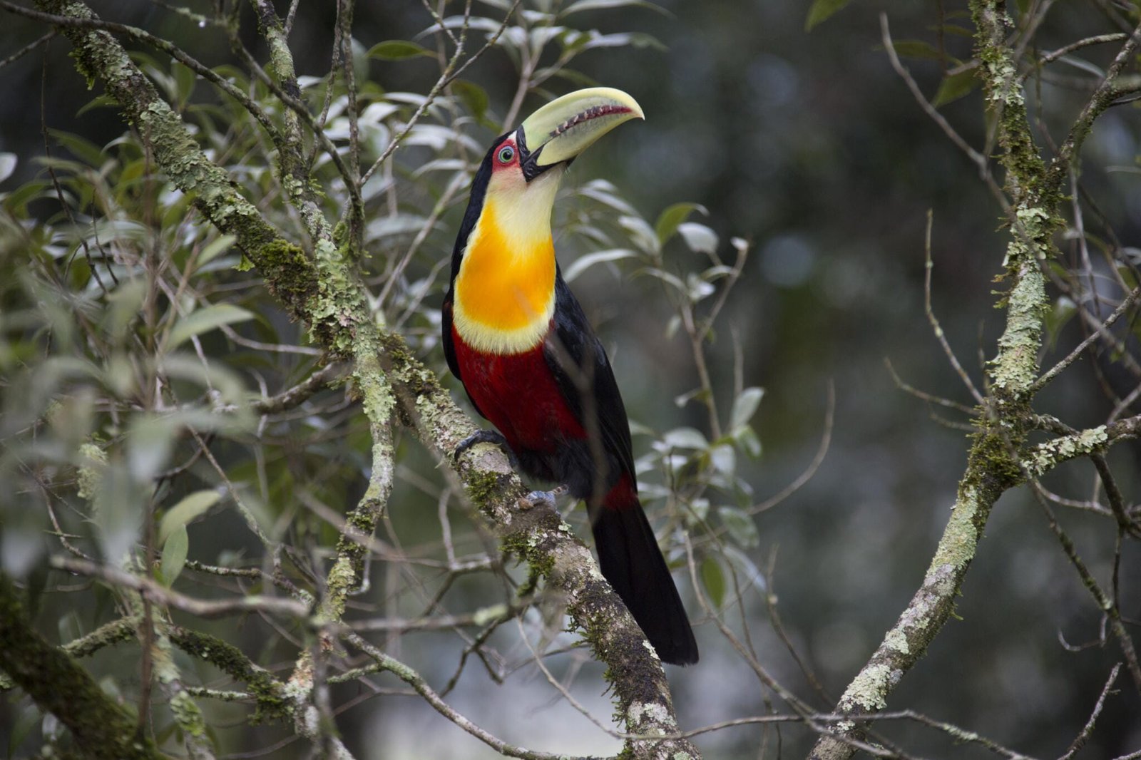 Organiza Es Brasileiras Se Preparam Para A Cop Da Biodiversidade Na