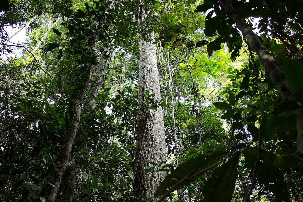 Cedro (Cedrela fissilis)