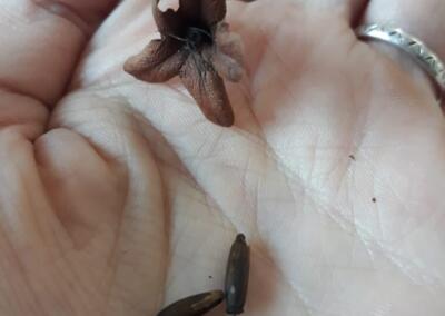 Flor e semente de louro-pardo (Cordia trichotoma).