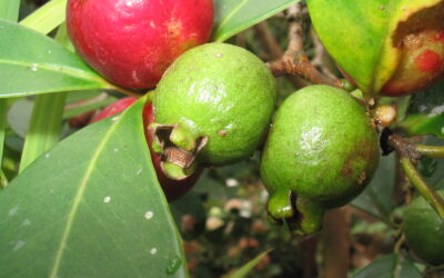 Araçá-vermelho, o fruto que tem olhos