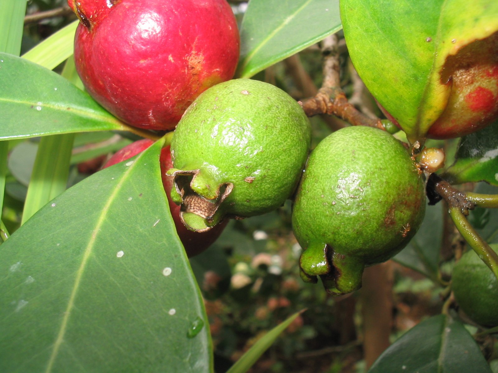 Araçá-vermelho, o fruto que tem olhos • Apremavi