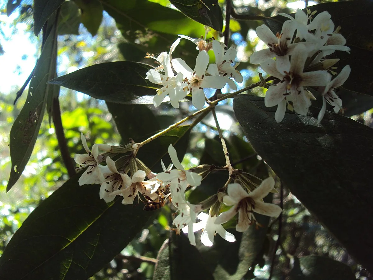 Louro-pardo em Teresina (PI). Foto: Izamoi Nam, CC BY-SA 4.0, via Wikimedia Commons