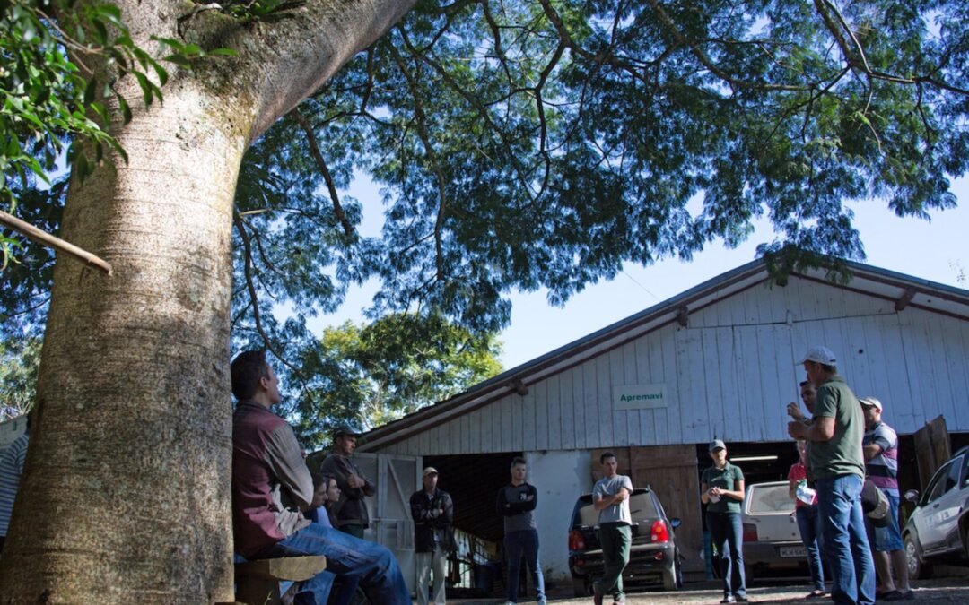 Timbaúva, a árvore que tem orelhas