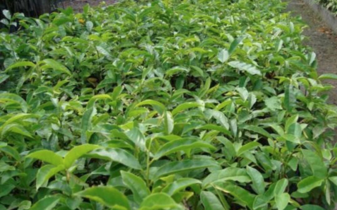 Cortiça-lisa, a fruta da criançada