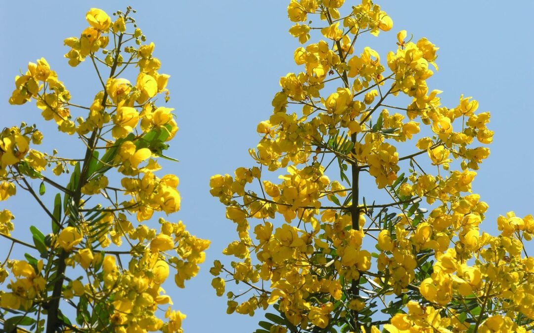 Pau-cigarra, esplendorosamente amarelo