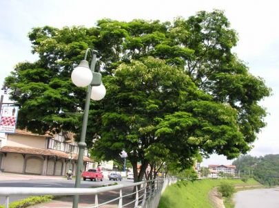 Sibipiruna, uma dama de ouro