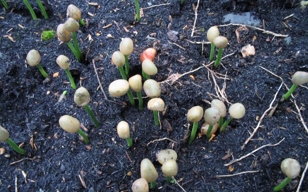 Baga-de-macaco, uma fruta prá bicho nenhum botar defeito