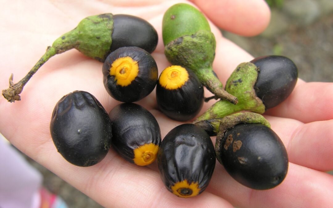 Sassafrás, um óleo muito especial