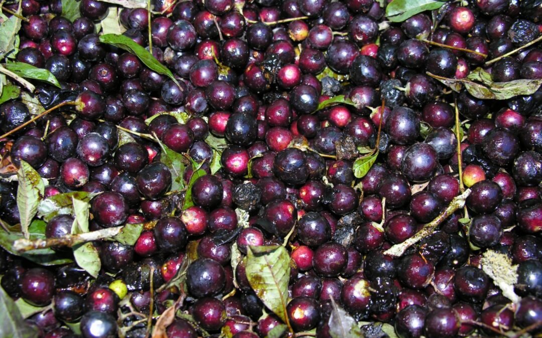 Tarumã, a azeitona do mato