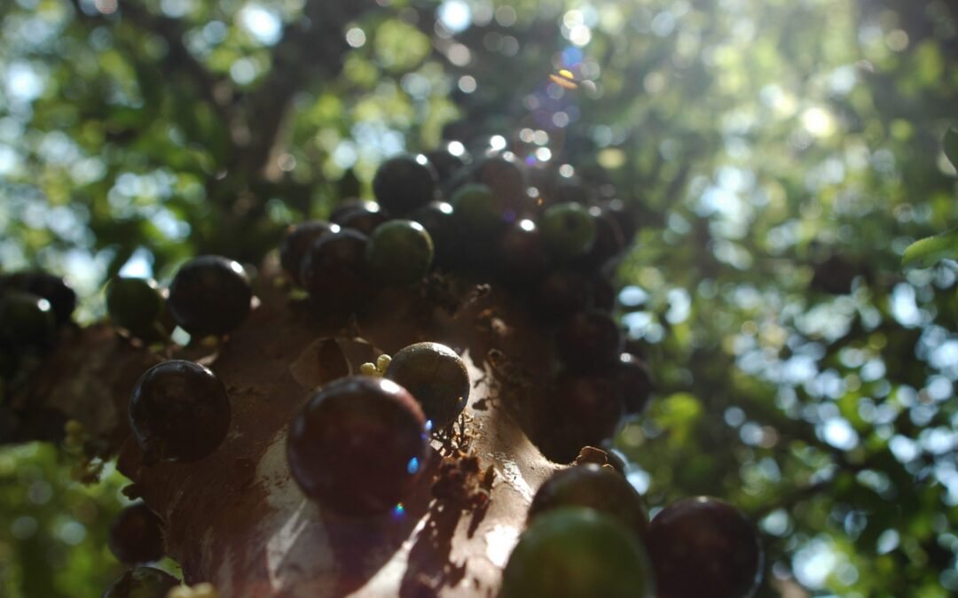 Jaboticaba, uma fruta nota mil