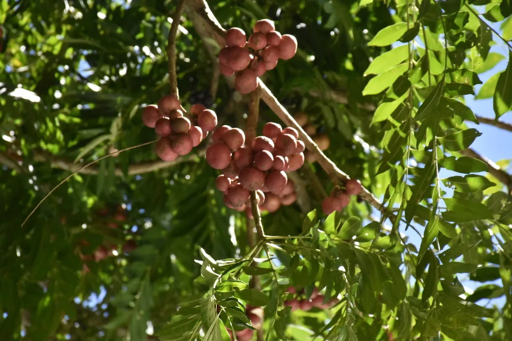 Frutos da Canjerana