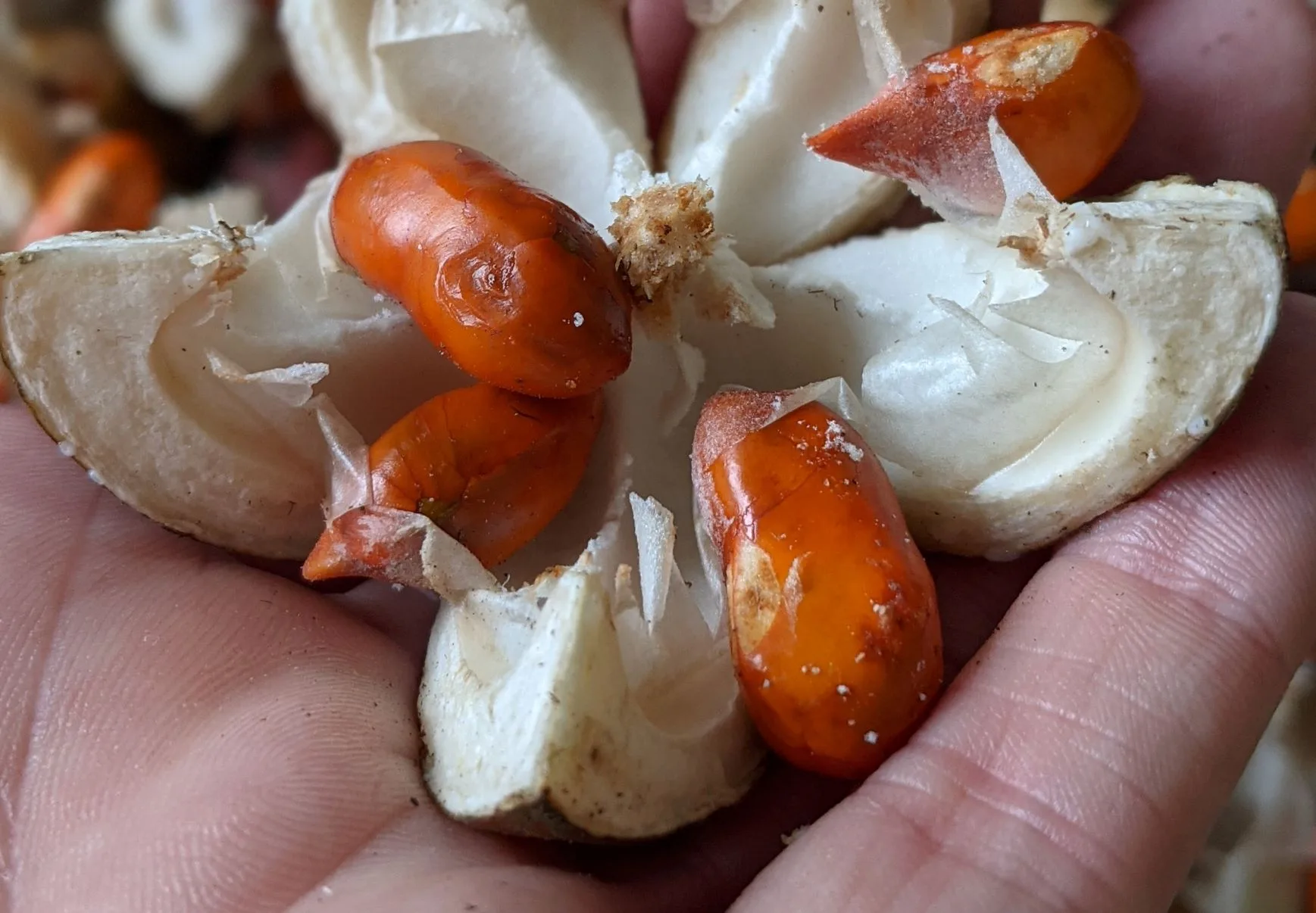 Frutos da Canjerana, detalhe.