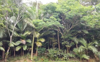 Seu Isonil. Um presente de natal para a natureza