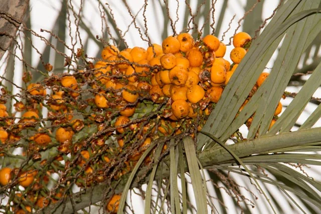Cacho de frutos de Butiá