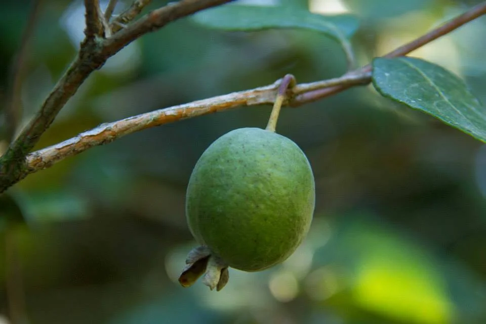 Feijoa, a nossa goiaba-da-serra