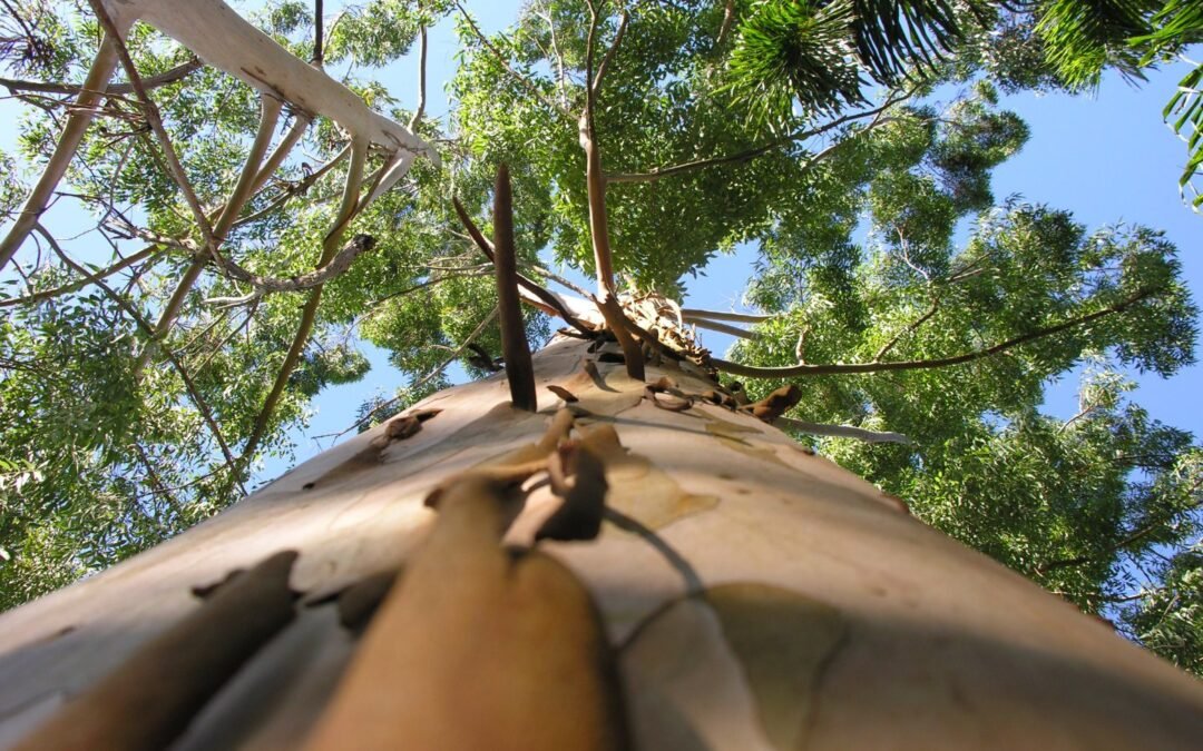 Espécies exóticas: quem são e que problemas podem causar