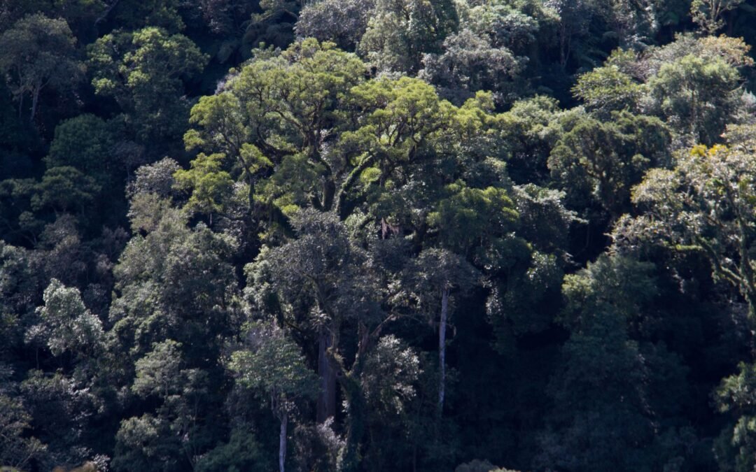 Apremavi realiza planejamento da RPNN Serra do Lucindo