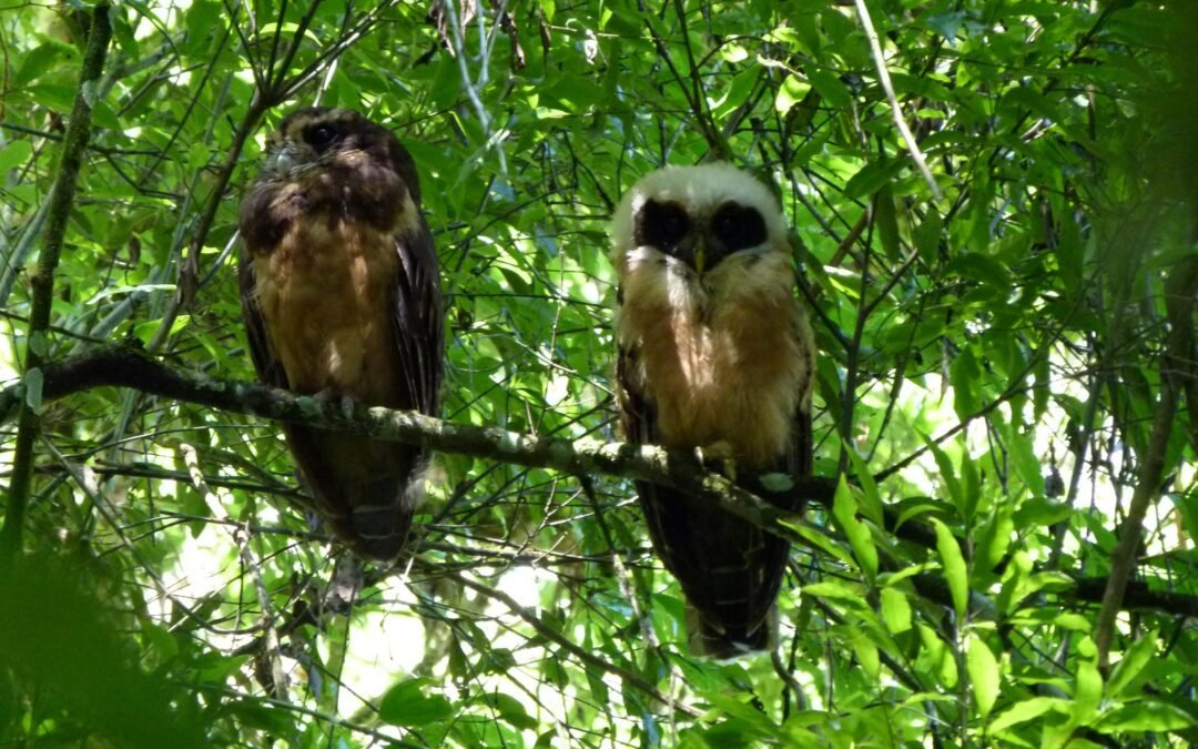 Murucututu, a coruja de barriga amarela