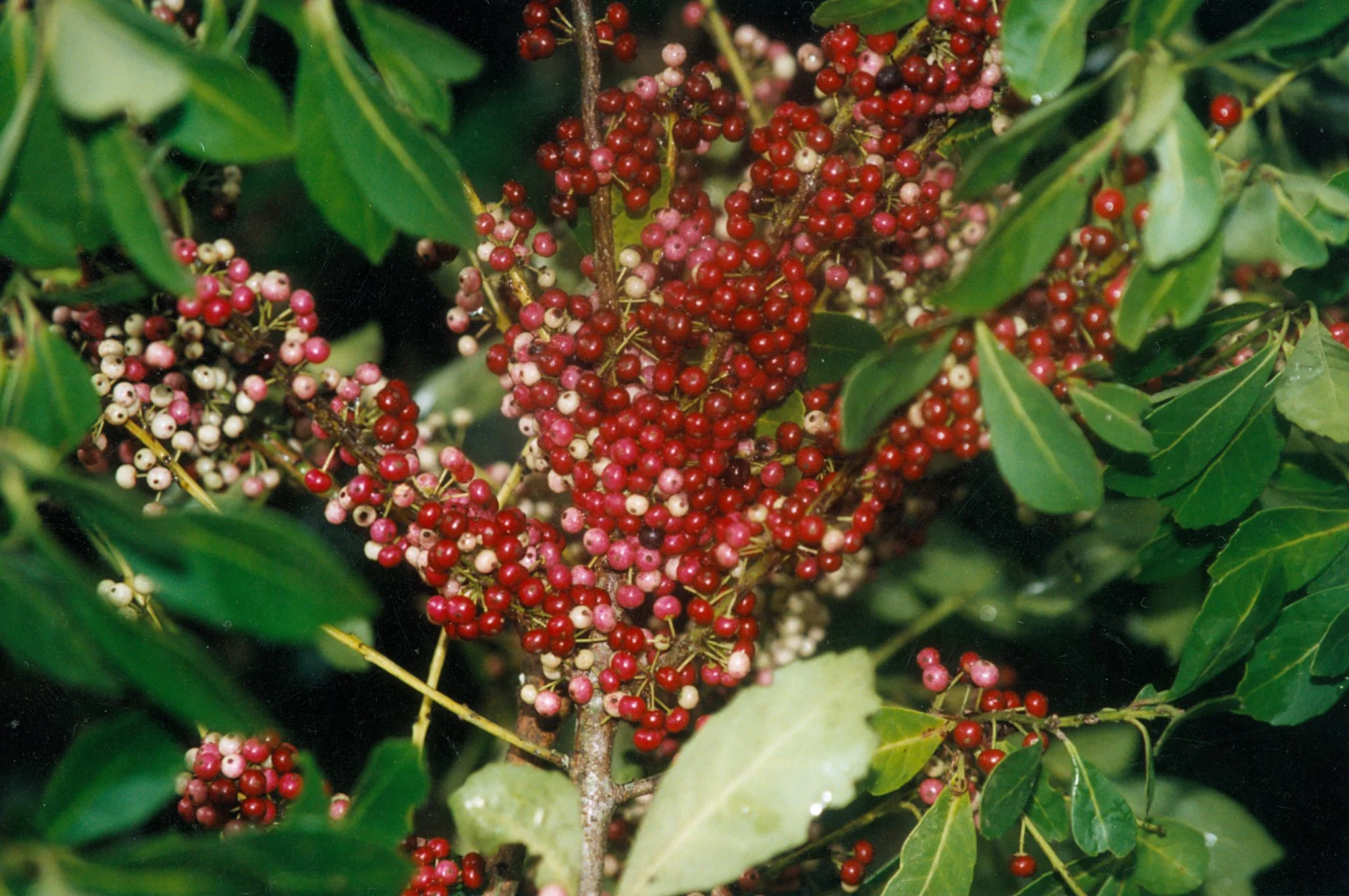 Erva-mate (Ilex paraguariensis)