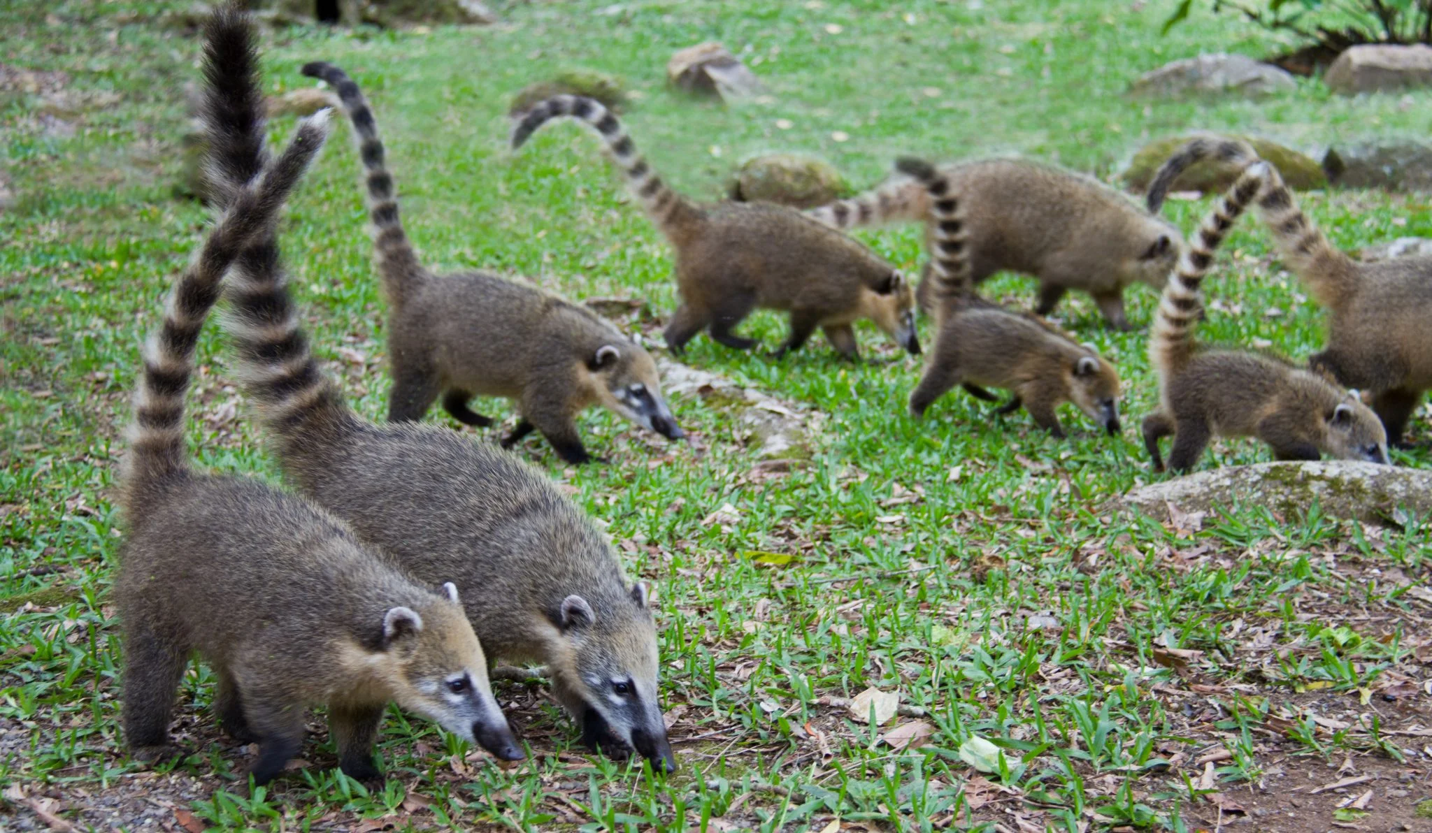 Quati (nasua nasua)