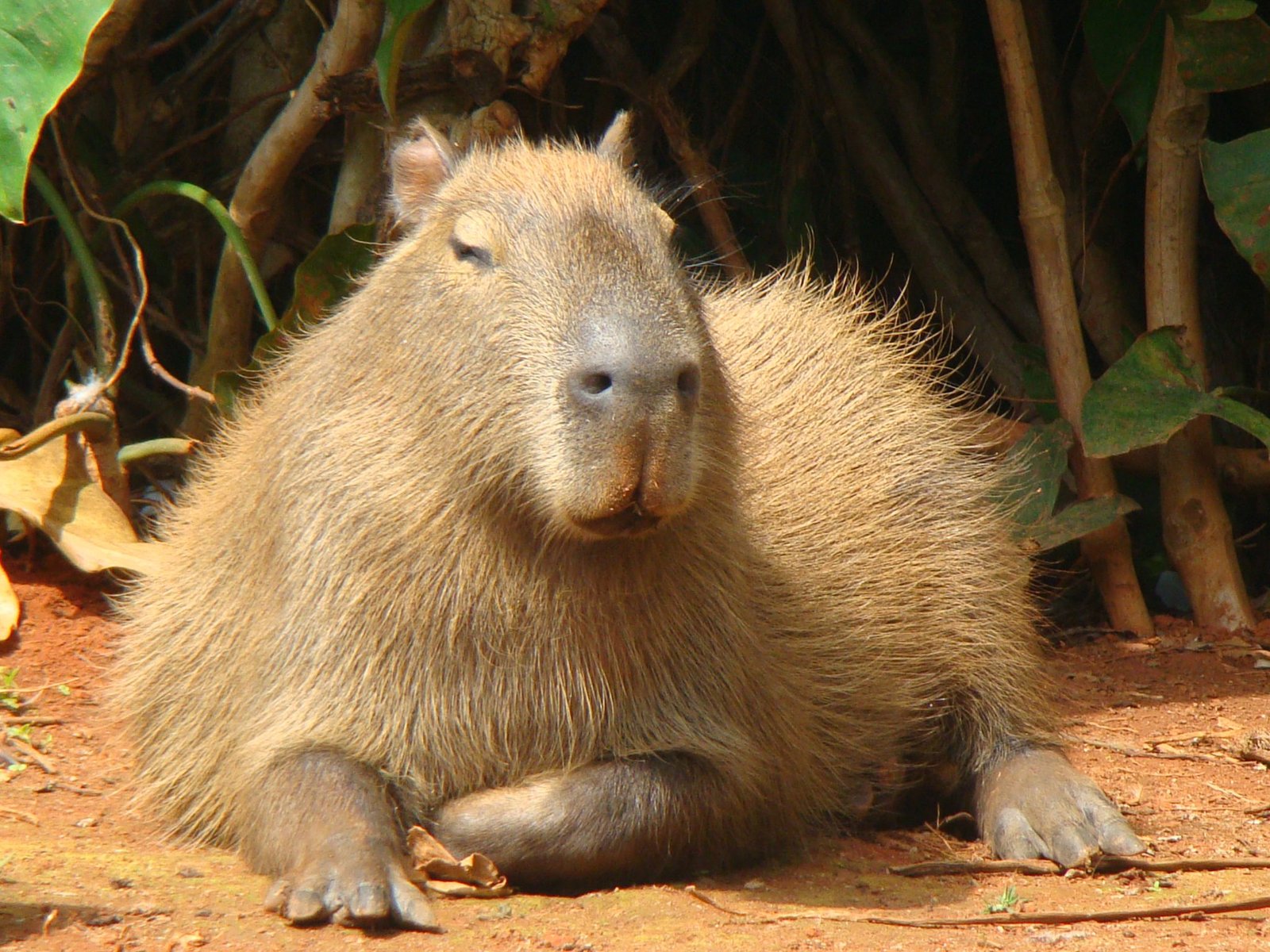 Mata Atlântica é o bioma com mais espécies de fauna e flora