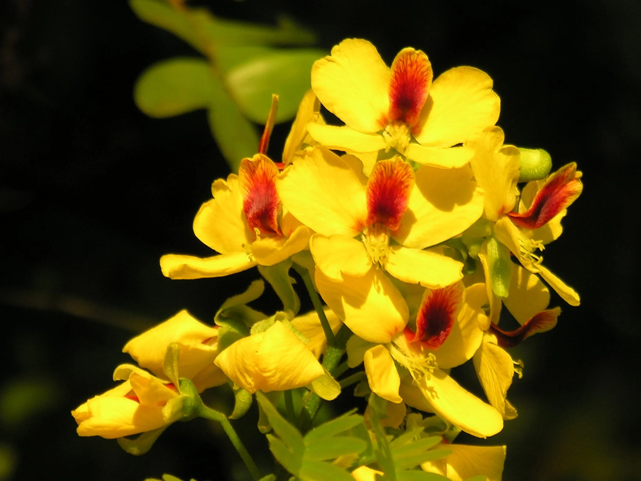 Pau-brasil (Paubrasilia echinata)