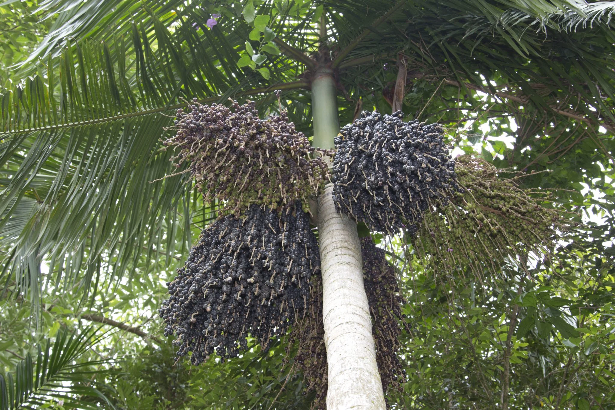 palmito-juçara (Euterpe edulis)