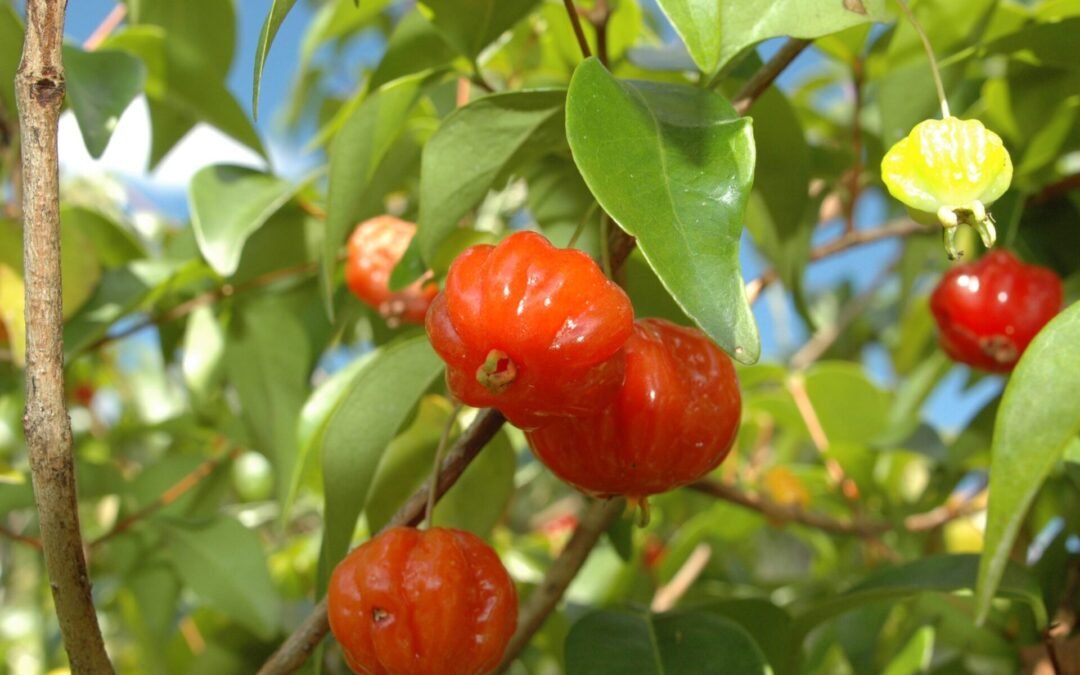Pitanga, a fruta do azedinho doce