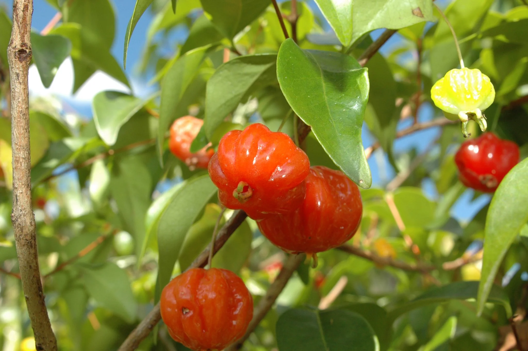 pitanga (Eugenia uniflora)