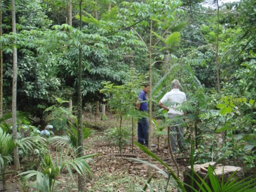 Enriquecimento Ecológico de Florestas Secundárias