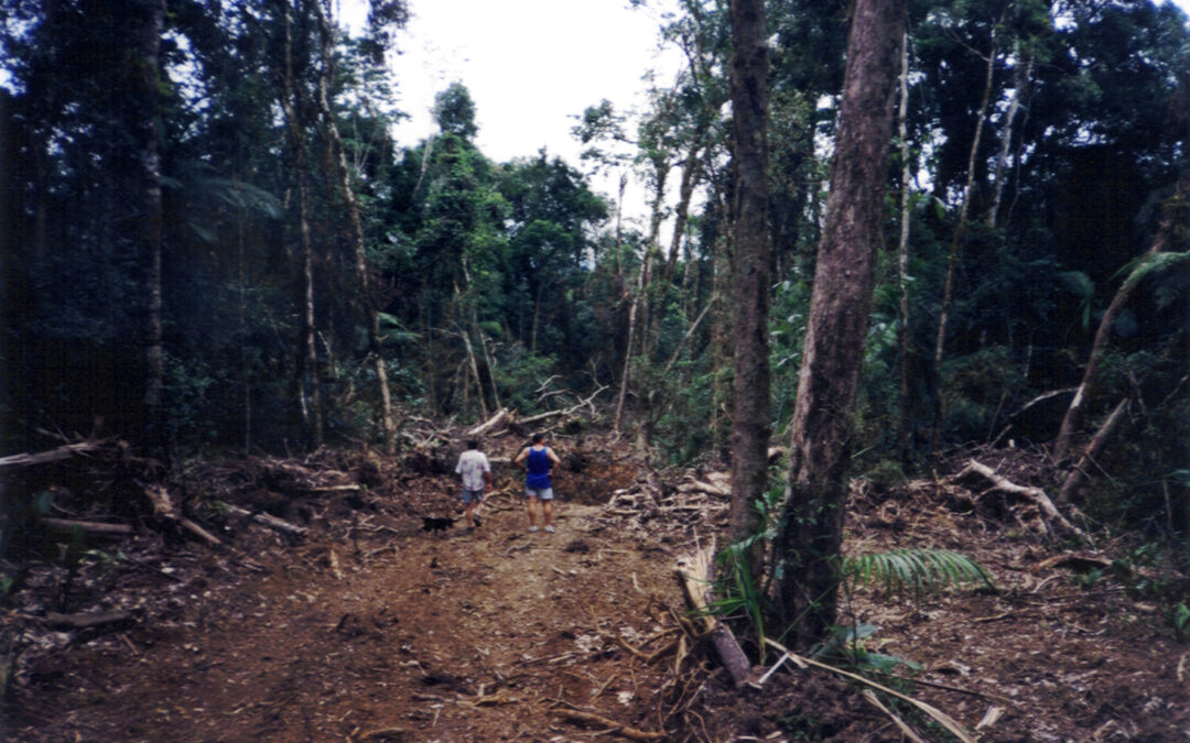 Organizações cobram fortalecimento do MPF contra crime ambiental na Amazônia