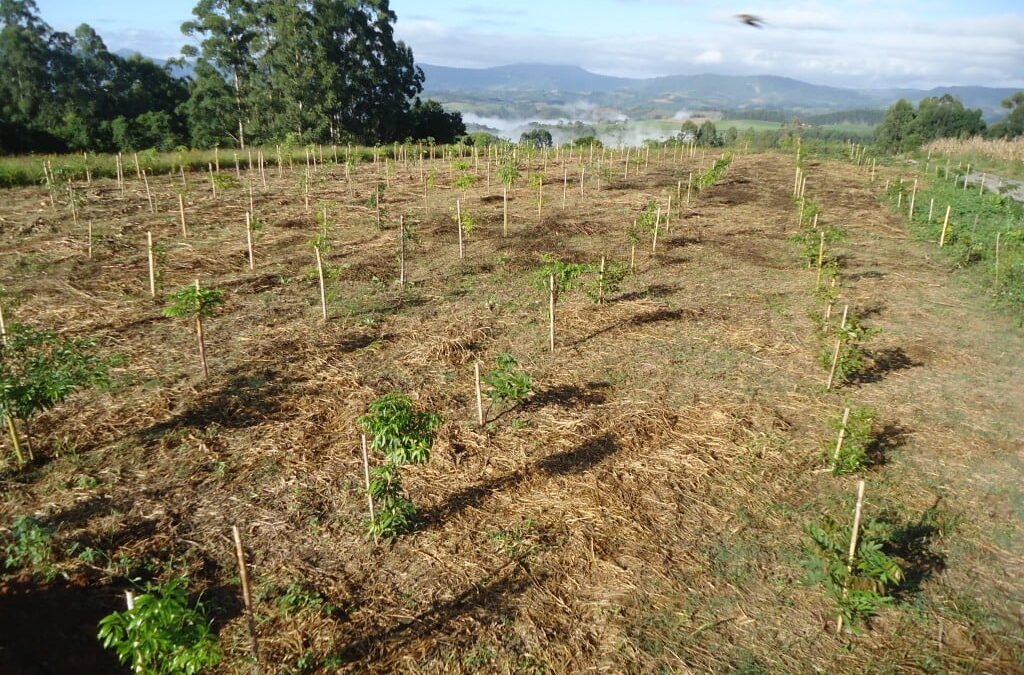 Apremavi e Bravo Consultoria Ambiental realizam plantio