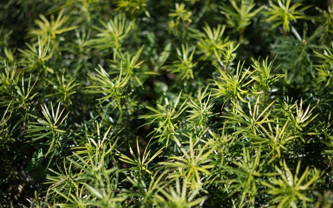 Pinheiro-bravo, a árvore que gosta do frio