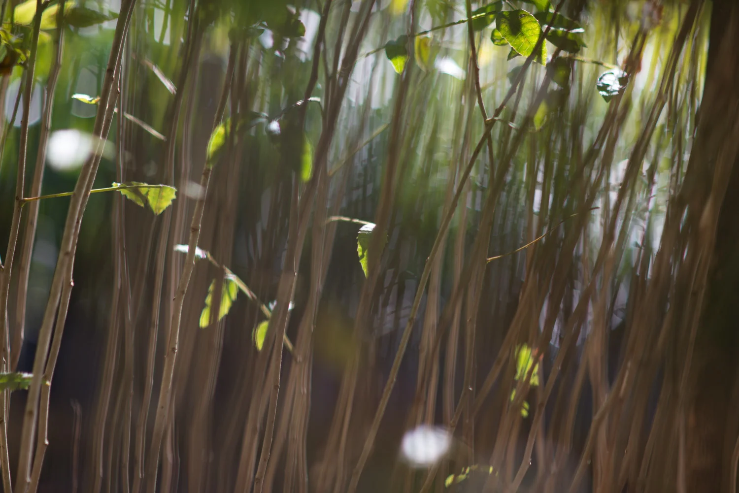 mudas-do-viveiro-da-apremavi-6862 Imbuia