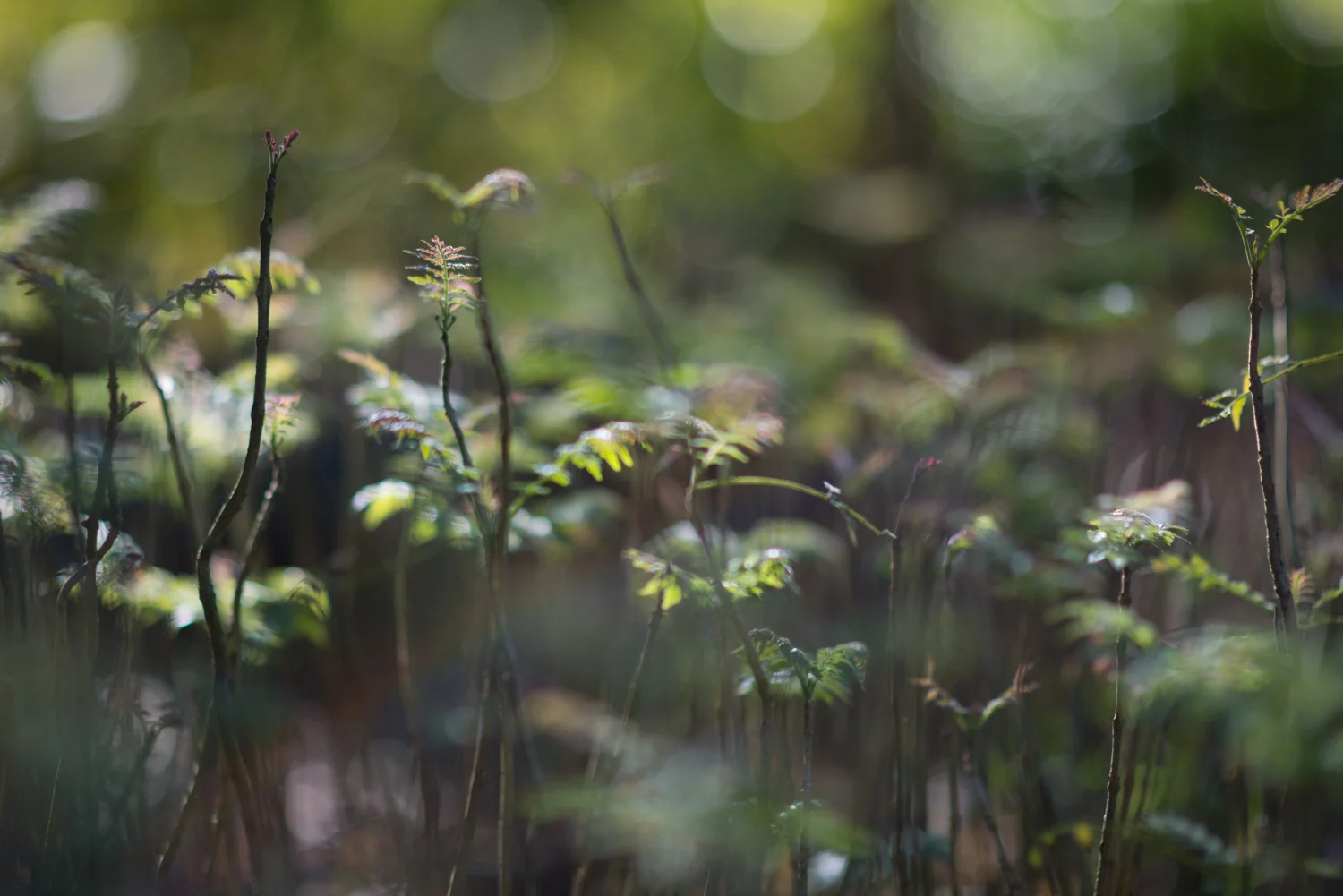 mudas-do-viveiro-da-apremavi-6870 Araucaria e Xaxim
