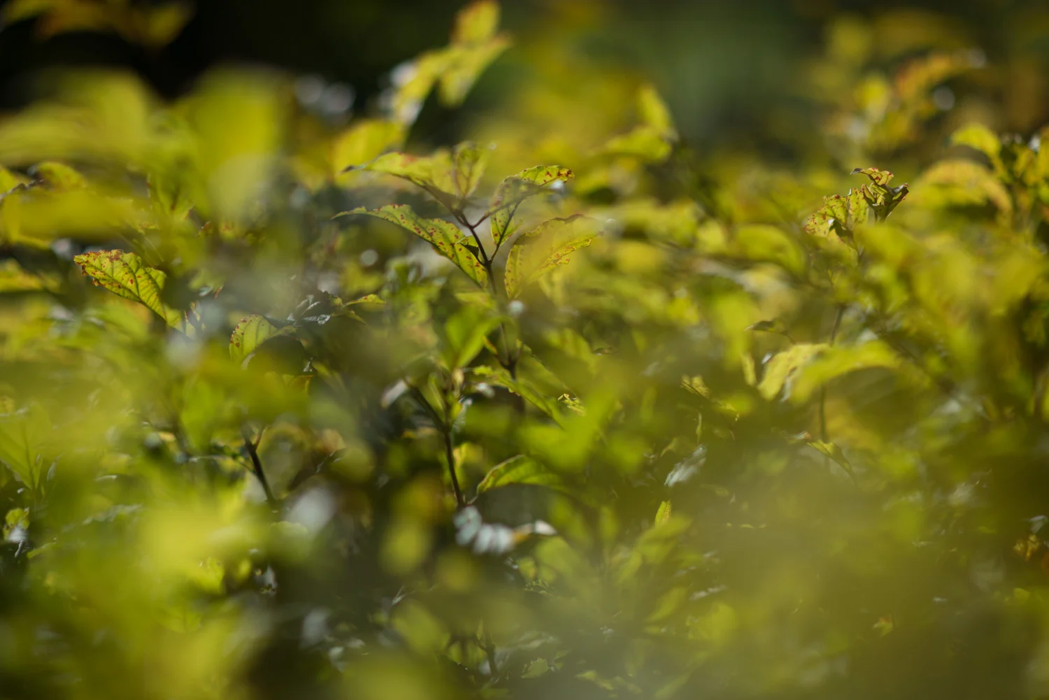 mudas-do-viveiro-da-apremavi-6878 Imbuia