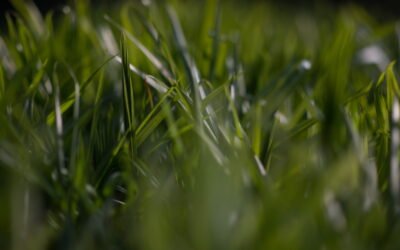 Seu Mario. Um embaixador da natureza