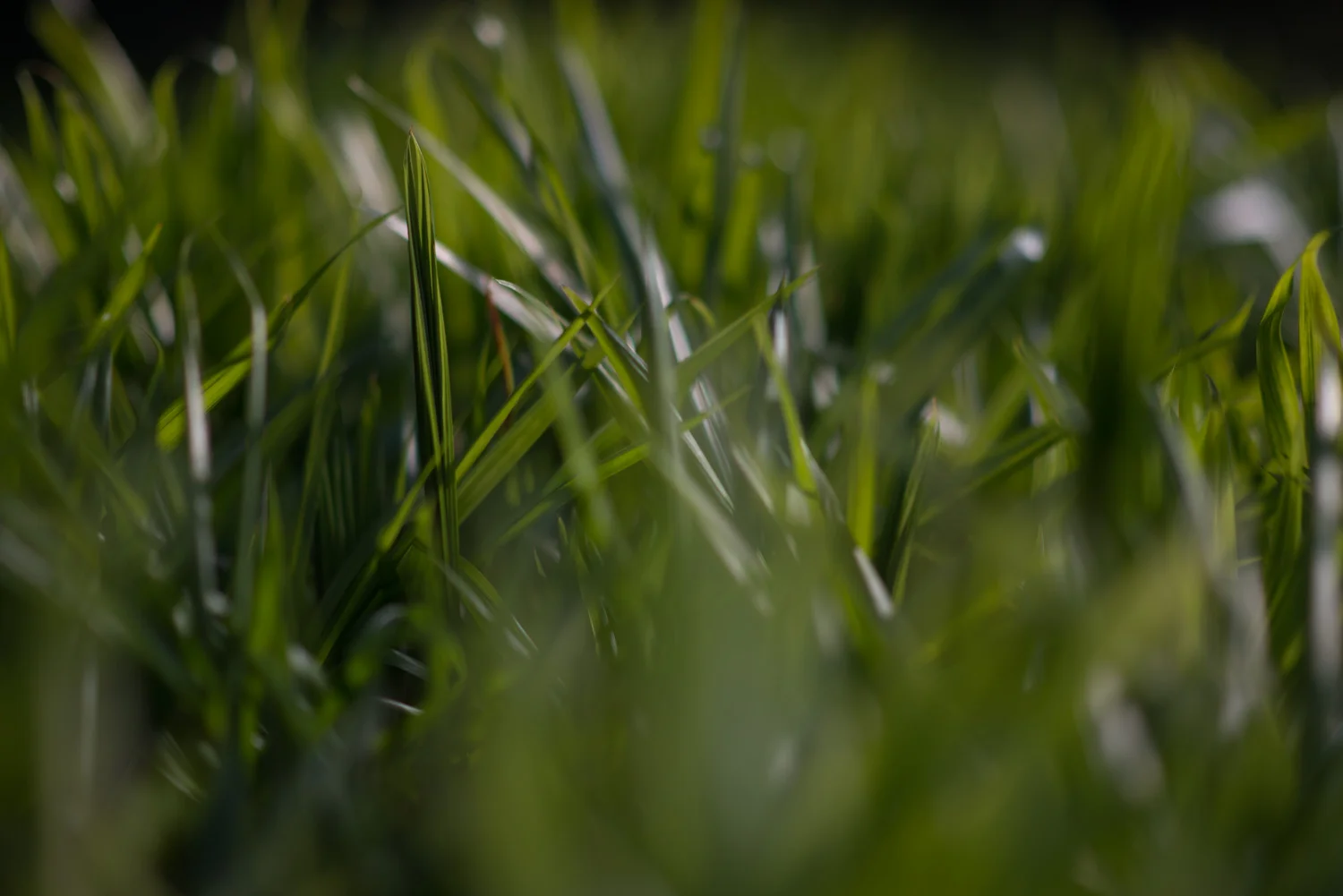 mudas-do-viveiro-da-apremavi-6895 Araucaria e Xaxim