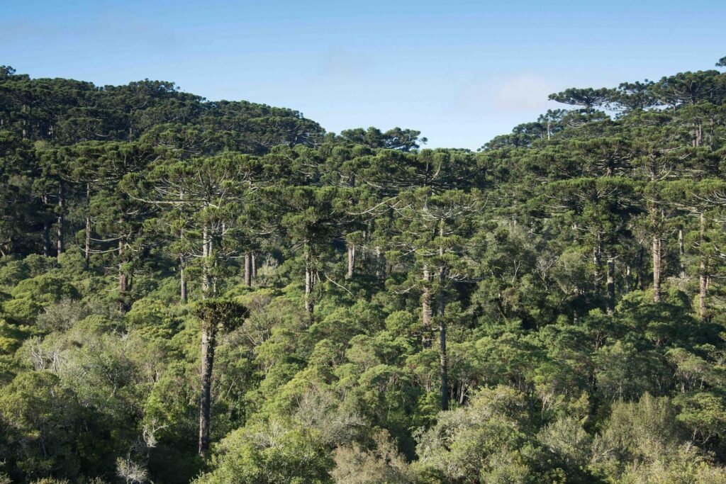 Floresta com Araucárias | Apremavi