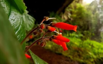 Plano de Manejo: uma oportunidade de geração de conhecimento sobre a biodiversidade