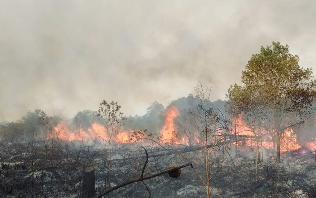 Nota sobre incêndios no Parque Estadual da Serra do Tabuleiro é entregue ao governo do Estado
