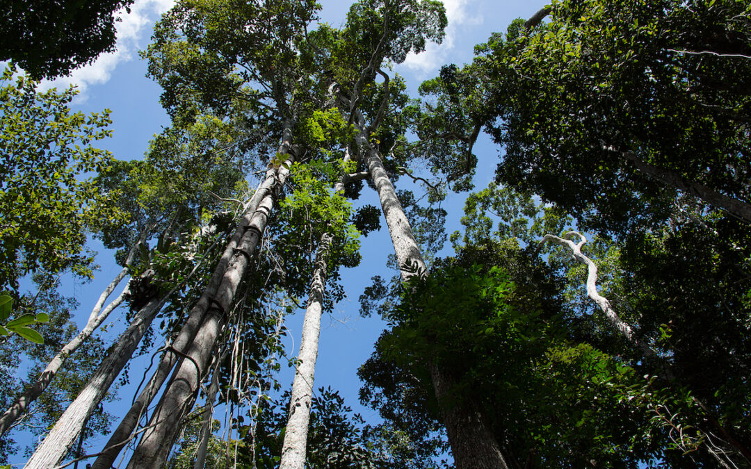 Apremavi e Bloom Bits iniciam parceria para plantar bosques de árvores nativas