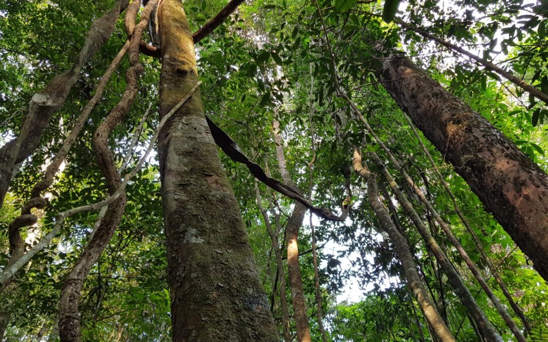 Entidades propõem moratória ao desmatamento na Amazônia