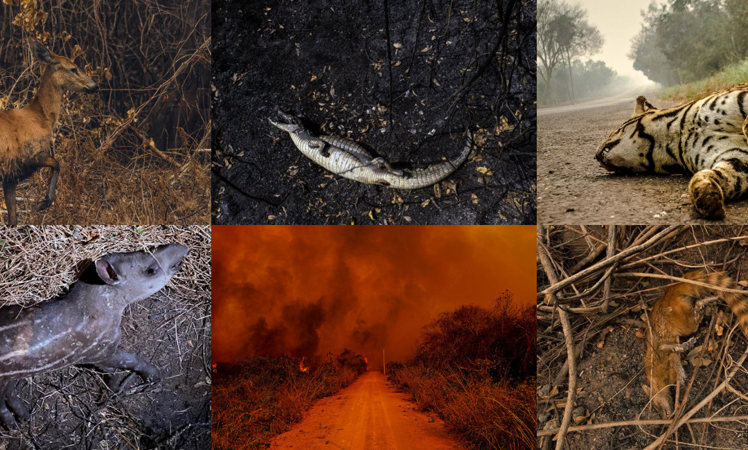 LUTO pela vida que se foi nas chamas que ainda queimam o Pantanal