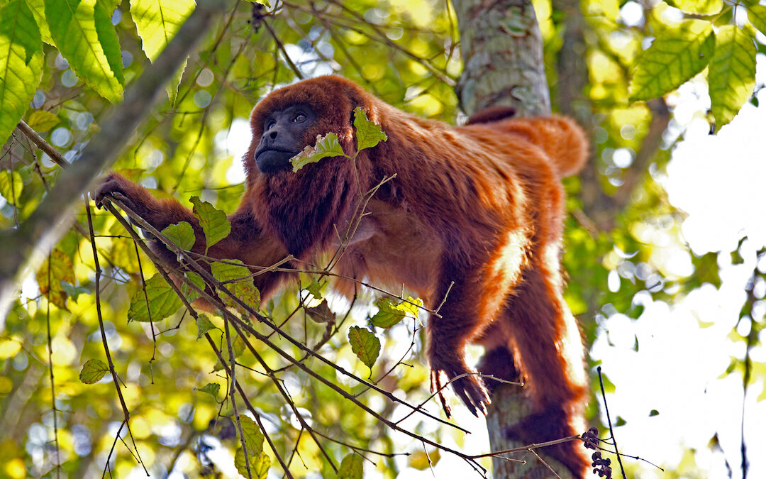 Mortandade de macacos em Atalanta preocupa ambientalistas