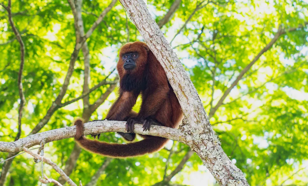 Bugio-ruivo (Alouatta guariba clamitans)