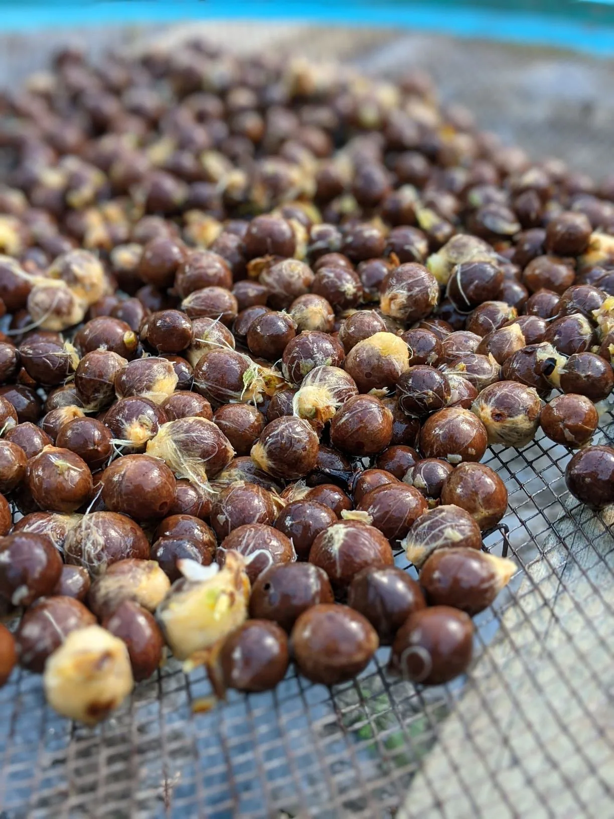 Semente de butiazeiro