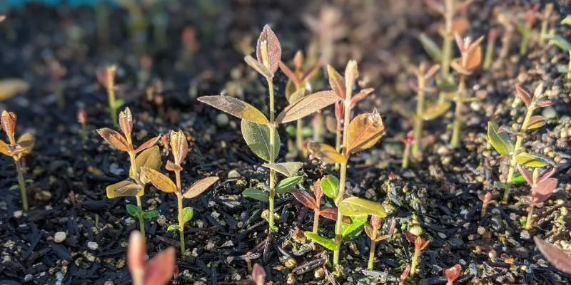 Tree Nursery Apremavi
